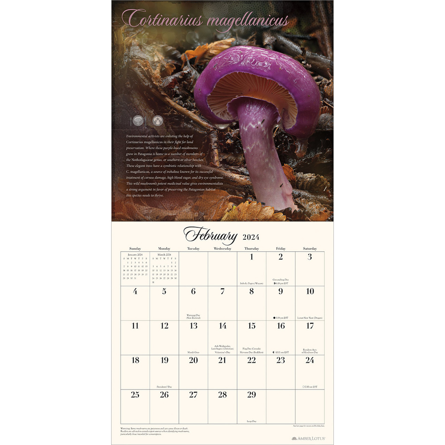 Miraculous Mushrooms 2024 Wall Calendar Amber Lotus   589627 Miraculous Mushrooms 2024 4 